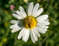 Honey bee on a Leucanthemum vulgare daisy flower collecting pollen Royalty Free Stock Photo
