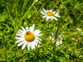 Honey bee on a Leucanthemum vulgare daisy flower collecting pollen Royalty Free Stock Photo