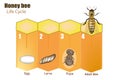 Honey bee life cycle. Stages of development of the bee Royalty Free Stock Photo