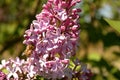 Honey Bee on a Lilac Flower Royalty Free Stock Photo