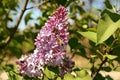 Honey Bee on a Lilac Flower Royalty Free Stock Photo