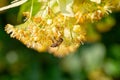 Honey bee in Linden Flowers, Apis Carnica