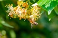 Honey bee in Linden Flowers, Apis Carnica