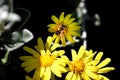A small honey bee on yellow flowers. Royalty Free Stock Photo