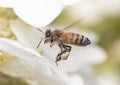 A honey bee loaded with pollen Royalty Free Stock Photo