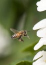 A honey bee loaded with pollen Royalty Free Stock Photo