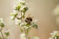 honey bee looking for pollen