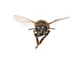Honey Bee Looking Right At You Royalty Free Stock Photo