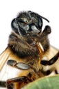 Honey bee macro Royalty Free Stock Photo