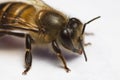 Honey Bee Macro close up Royalty Free Stock Photo