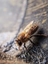 Honey bee macro close up Royalty Free Stock Photo