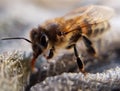 Honey bee macro close up Royalty Free Stock Photo