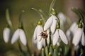 Honey Bee macro close-up photographed next to a snowdrop flower in the spring season. Royalty Free Stock Photo