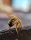 Honey bee macro close up Royalty Free Stock Photo