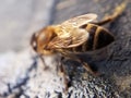 Honey bee macro close up Royalty Free Stock Photo