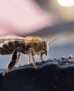 Honey bee macro close up Royalty Free Stock Photo