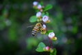 Honey Bee, Macro closeup view, collecting nectar and pollen on a Cotoneaster flower blossom which is a genus of flowering plants i Royalty Free Stock Photo