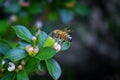 Honey Bee, Macro closeup view, collecting nectar and pollen on a Cotoneaster flower blossom which is a genus of flowering plants i Royalty Free Stock Photo