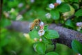 Honey Bee, Macro closeup view, collecting nectar and pollen on a Cotoneaster flower blossom which is a genus of flowering plants i Royalty Free Stock Photo