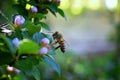 Honey Bee, Macro closeup view, collecting nectar and pollen on a Cotoneaster flower blossom which is a genus of flowering plants i Royalty Free Stock Photo