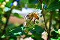 Honey Bee, Macro closeup view, collecting nectar and pollen on a Cotoneaster flower blossom which is a genus of flowering plants i Royalty Free Stock Photo