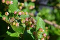 Honey Bee, Macro closeup view, collecting nectar and pollen on a Cotoneaster flower blossom which is a genus of flowering plants i Royalty Free Stock Photo