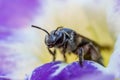 Honey bee macro in flower Royalty Free Stock Photo