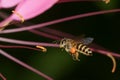 Honey Bee Macro flying Royalty Free Stock Photo