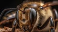 Honey bee macro shot, close-up, dark background. Agricultural farming insect. AI generated. Royalty Free Stock Photo