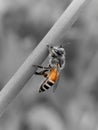 Honey Bee macro shot in field Royalty Free Stock Photo