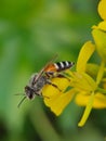 Honey Bee macro shot on mustard flower Royalty Free Stock Photo