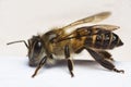 Honey Bee Macro side view Royalty Free Stock Photo