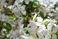 Honey Bee Macro in Springtime, white apple blossom flowers close up, bee collects pollen and nectar. Apple tree buds, spring backg Royalty Free Stock Photo