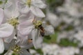 Honey Bee Macro in Springtime, white apple blossom flowers close up, bee collects pollen and nectar. Apple tree buds, spring backg Royalty Free Stock Photo