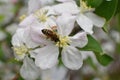 Honey Bee Macro in Springtime, white apple blossom flowers close up, bee collects pollen and nectar. Apple tree buds, spring backg Royalty Free Stock Photo