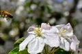 Honey Bee Macro in Springtime, white apple blossom flowers close up, bee collects pollen and nectar. Apple tree buds, spring backg Royalty Free Stock Photo