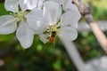 Honey Bee Macro in Springtime, white apple blossom flowers close up, bee collects pollen and nectar. Apple tree buds, spring backg Royalty Free Stock Photo
