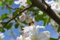 Honey Bee Macro in Springtime, white apple blossom flowers close up, bee collects pollen and nectar. Apple tree buds, spring backg Royalty Free Stock Photo