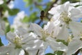 Honey Bee Macro in Springtime, white apple blossom flowers close up, bee collects pollen and nectar. Apple tree buds, spring backg Royalty Free Stock Photo