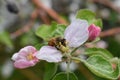 Honey Bee Macro in Springtime, white apple blossom flowers close up, bee collects pollen and nectar. Apple tree buds, spring backg Royalty Free Stock Photo