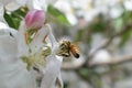 Honey Bee Macro in Springtime, white apple blossom flowers close up, bee collects pollen and nectar. Apple tree buds, spring backg Royalty Free Stock Photo