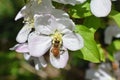 Honey Bee Macro in Springtime, white apple blossom flowers close up, bee collects pollen and nectar. Apple tree buds, spring backg Royalty Free Stock Photo