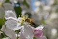 Honey Bee Macro in Springtime, white apple blossom flowers close up, bee collects pollen and nectar. Apple tree buds, spring backg Royalty Free Stock Photo