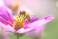 Honey bee and beautiful Magenta Cosmos flower in garden, nature Royalty Free Stock Photo