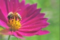 Honey bee and beautiful Magenta Cosmos flower, spring summer season, Wild nature Royalty Free Stock Photo