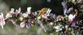 Honey Bee on Manuka Flower Royalty Free Stock Photo