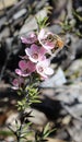 Honey Bee on Manuka flower Royalty Free Stock Photo