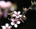 Honey Bee On Manuka Flower
