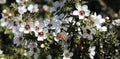 Honey Bee on Manuka Flower Royalty Free Stock Photo