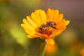 Honey bee on Marigold flower